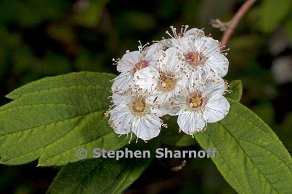 spiraea henryi 2 graphic